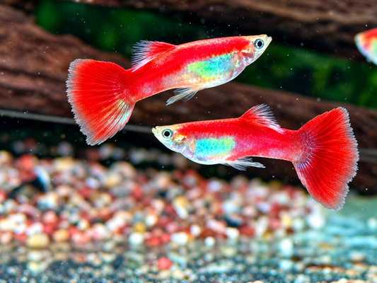 Papagei Guppy Poecilia reticulata Männchen