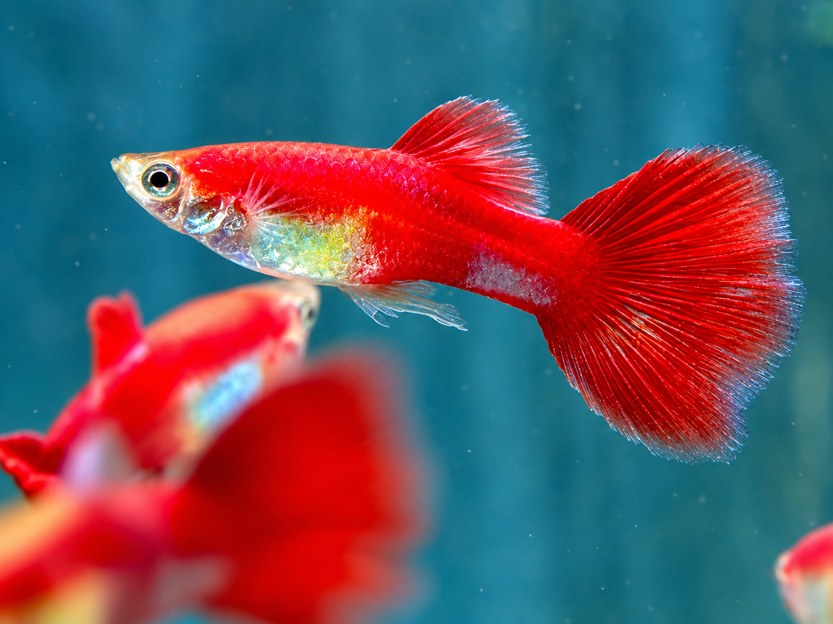Papagei Guppy Poecilia reticulata Männchen