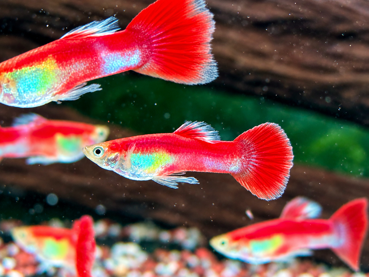 Papagei Guppy Poecilia reticulata Männchen