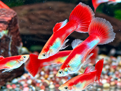Papagei Guppy Poecilia reticulata Männchen