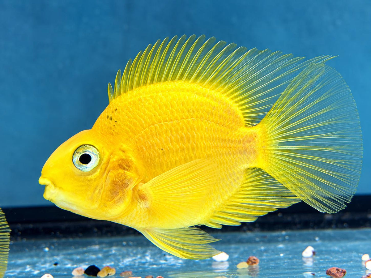 Papageienbuntbarsch Parrot gelb Cichlasoma spec. Amphilophus  6,5-7,5 cm