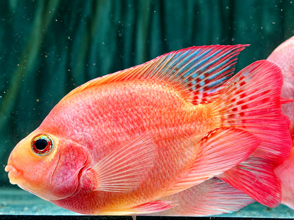 Papageienbuntbarsch Parrot rot  Cichlasoma spec. Amphilophus  8-10 cm