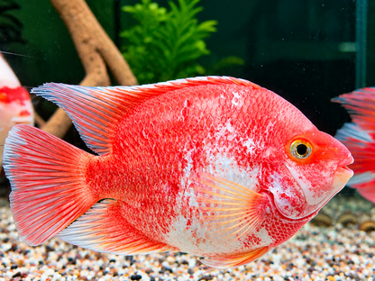 Papageienbuntbarsch Parrot rot weiß Cichlasoma spec. Amphilophus 12-15 cm