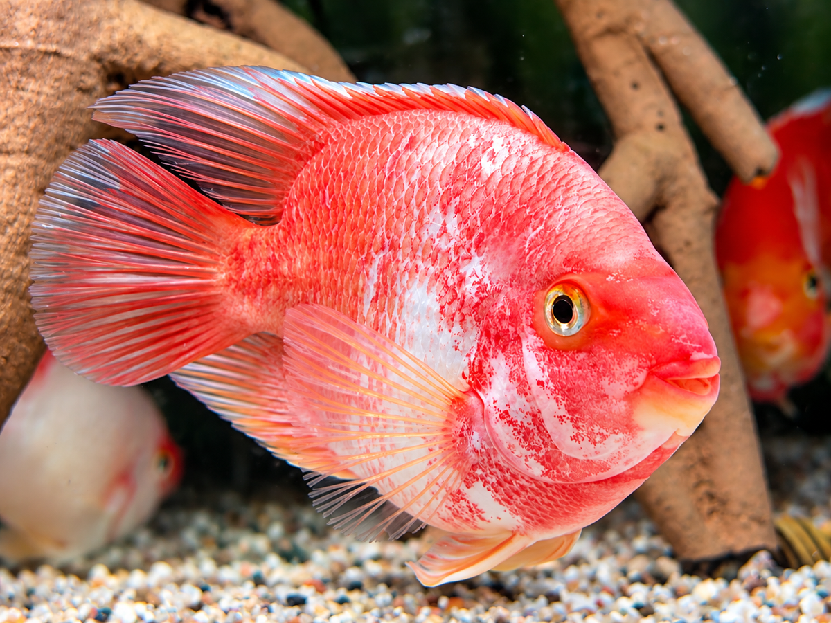 Papageienbuntbarsch Parrot rot weiß Cichlasoma spec. Amphilophus 12-15 cm