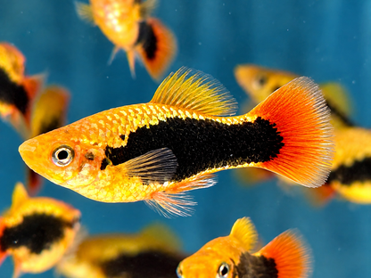 Papageienplaty Hawaii Xiphophorus variatus