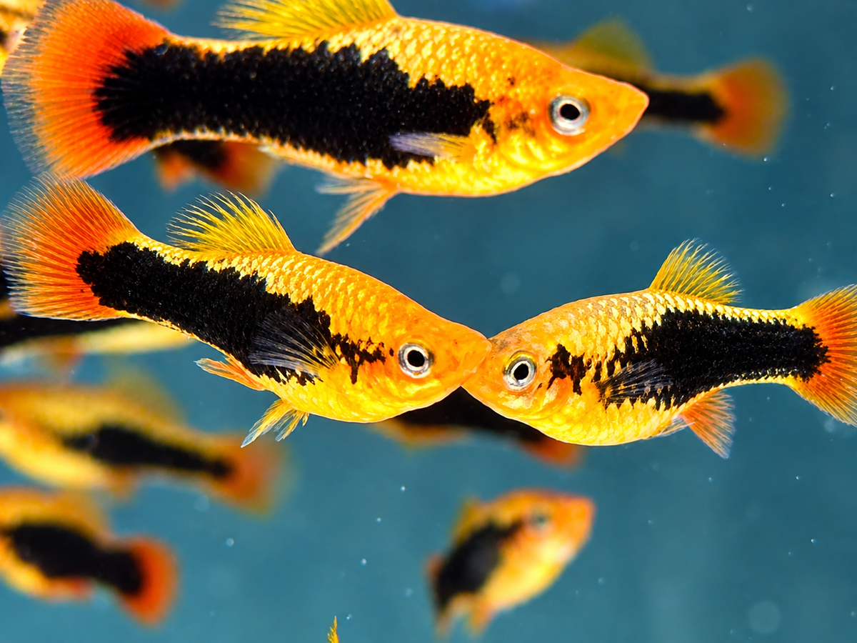 Papageienplaty Hawaii Xiphophorus variatus