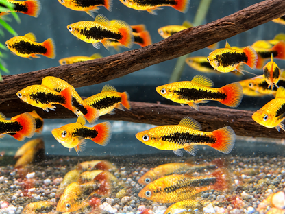 Papageienplaty Hawaii Xiphophorus variatus