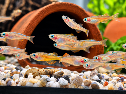 Paskas Blauauge red Neon Pseudomugil luminatus / paskai