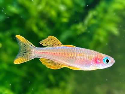 Paskas Blauauge red Neon Pseudomugil luminatus / paskai