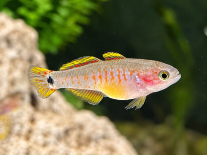 Pastellgrundel / Schwanzfleck Schläfergrundel Tateurndina ocellicauda