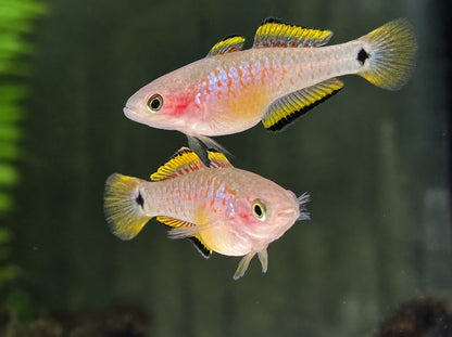 Pastellgrundel / Schwanzfleck Schläfergrundel Tateurndina ocellicauda