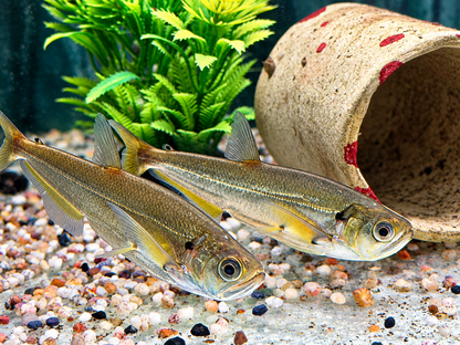 Payara Säbelzahn Salmler Hydrolycus scomberoides