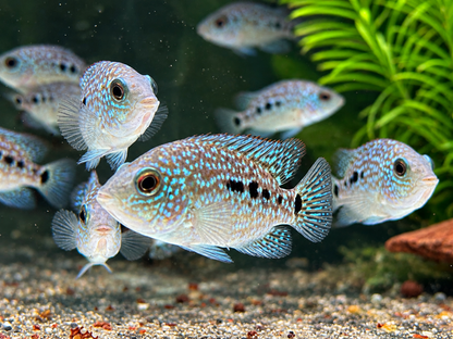 Perlcichlide Herichthys carpintis