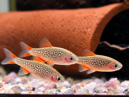 Perlhuhnbärbling Danio margaritatus Nanofisch
