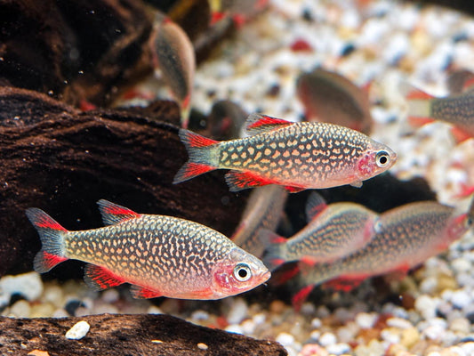Perlhuhnbärbling Danio margaritatus Nanofisch XL
