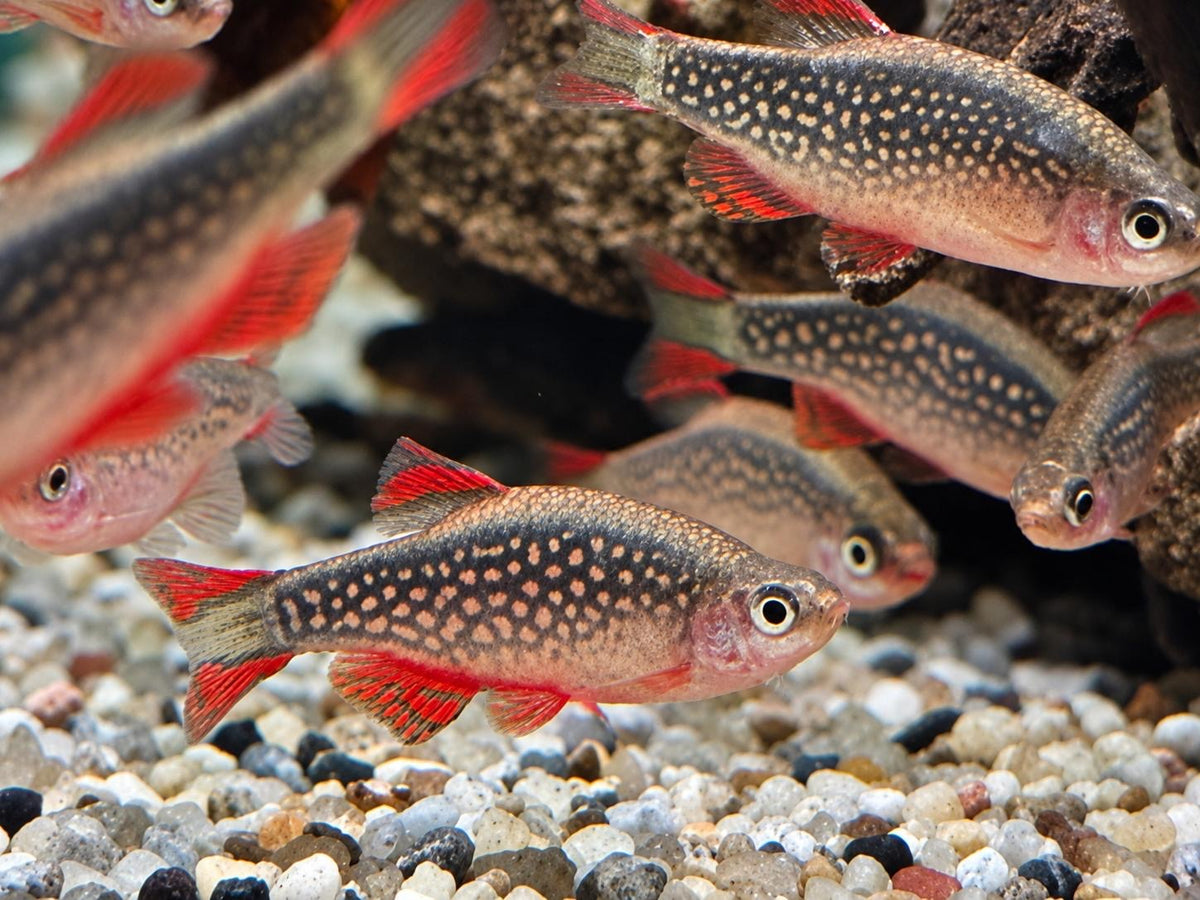 Perlhuhnbärbling Danio margaritatus Nanofisch XL