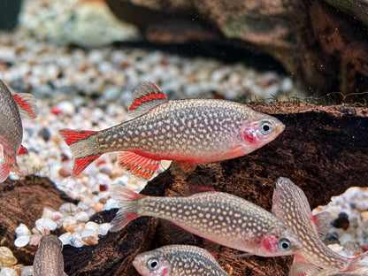 Perlhuhnbärbling Danio margaritatus Nanofisch XL