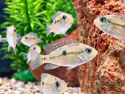 Perlmutt Erdfresser Geophagus brasiliensis
