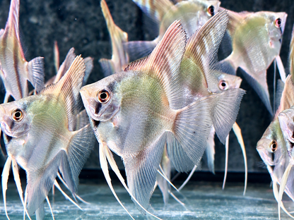 Peru Altum Skalar Pterophyllum peruensis