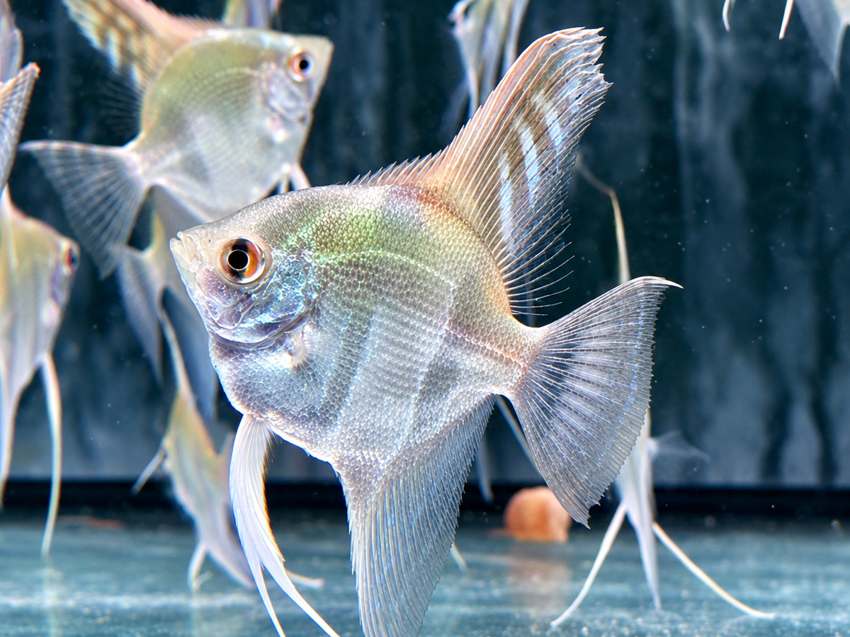 Peru Altum Skalar Pterophyllum peruensis