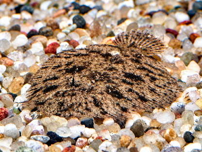 Peru Süßwasserflunder Hypoclinemus mentalis