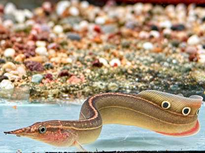 Pfauen Stachelaal Macrognathus siamensis 10-12 cm