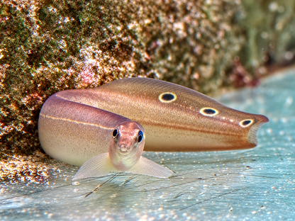 Pfauen Stachelaal Macrognathus siamensis 10-12 cm