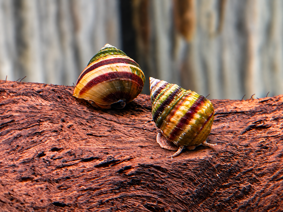Pianoschnecke Pinselalgenschnecke Taia naticoides