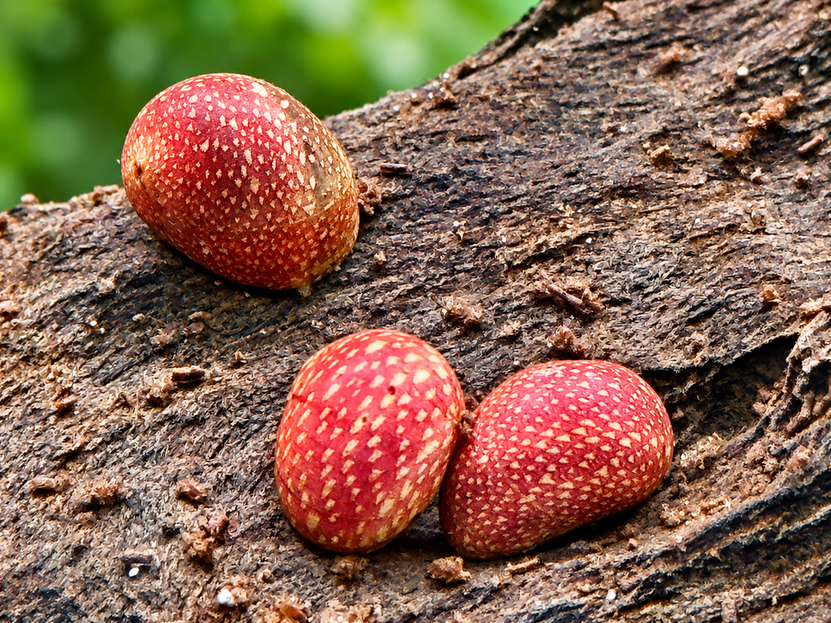 Pink Lady Schnecke Clithon sowerbianum