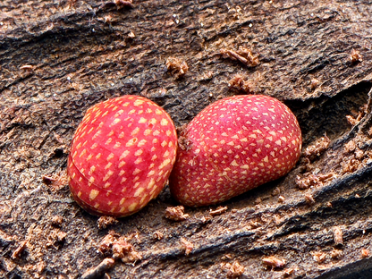 Pink Lady Schnecke Clithon sowerbianum