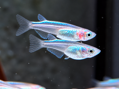 Platinum White Reisfisch Oryzias latipes