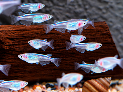 Platinum White Reisfisch Oryzias latipes