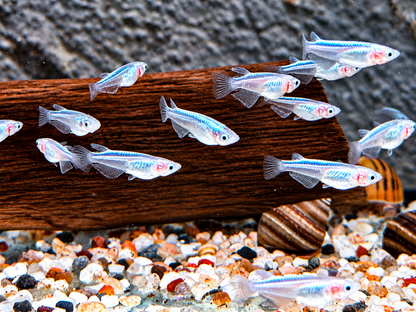 Platinum White Reisfisch Oryzias latipes