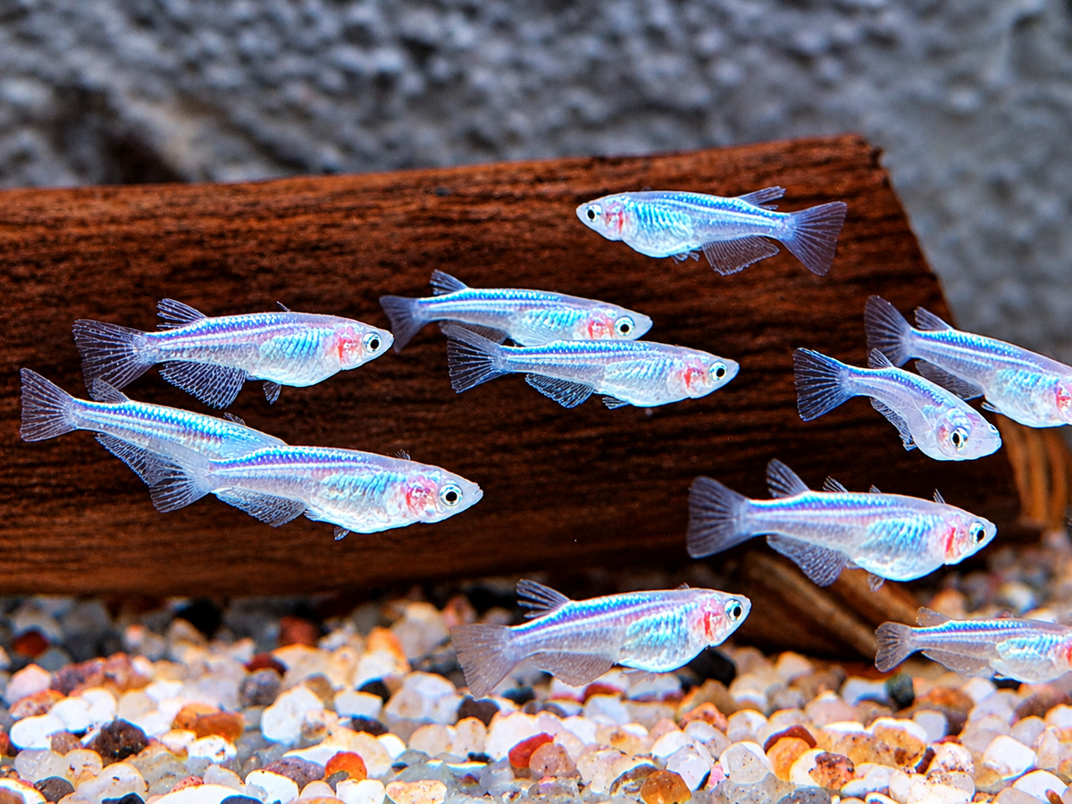 Platinum White Reisfisch Oryzias latipes