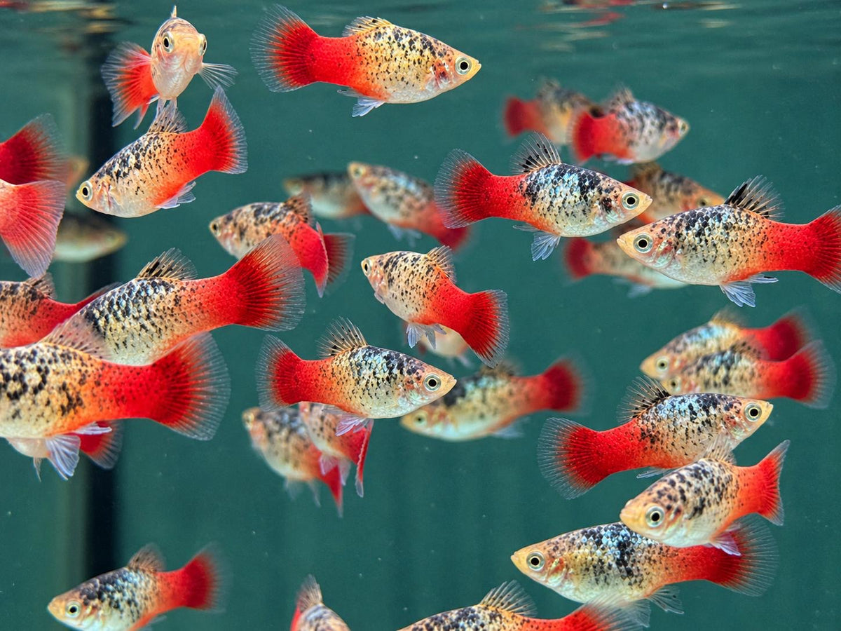 Platy Rainbow Calico Xiphophorus maculatus