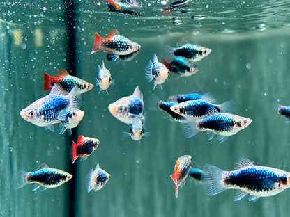 Platy Tuxedo neon blau Xiphophorus maculatus