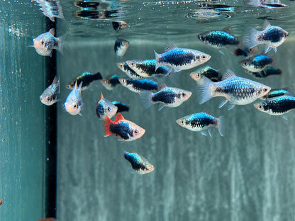 Platy Tuxedo neon blau Xiphophorus maculatus