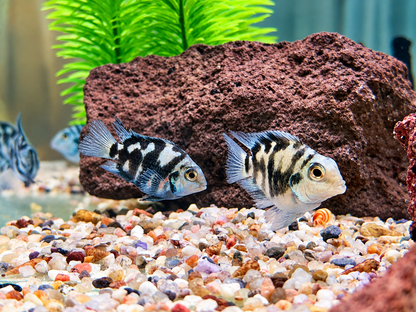 Polar Blue Tiger Parrot Cichlid Amatitlania nicrofasciatum var.