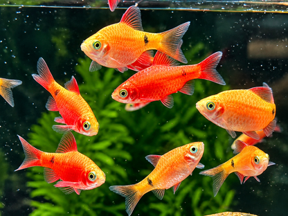 Prachtbarbe Pethia Puntius conchonius