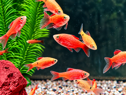 Prachtbarbe Pethia Puntius conchonius