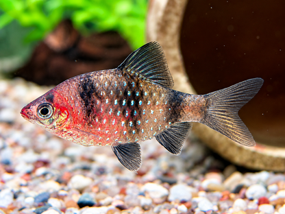 Purpurkopfbarbe Puntius I Pethia nigrofasciata