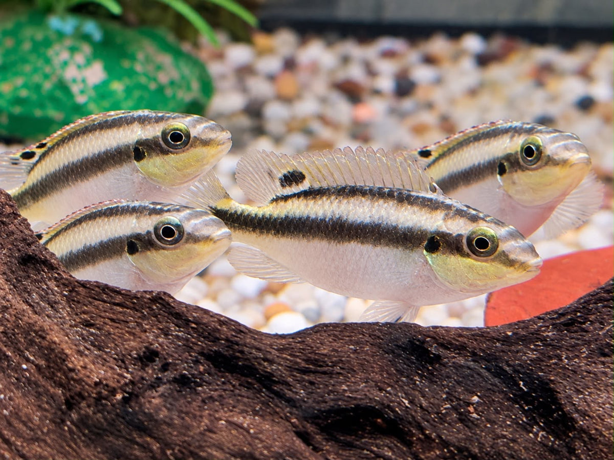 Purpurprachtbarsch Pelvicachromis pulcher