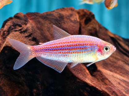 Purpurstreifen Königssalmler Inpaichthys parauapiranga 3-3,5 cm