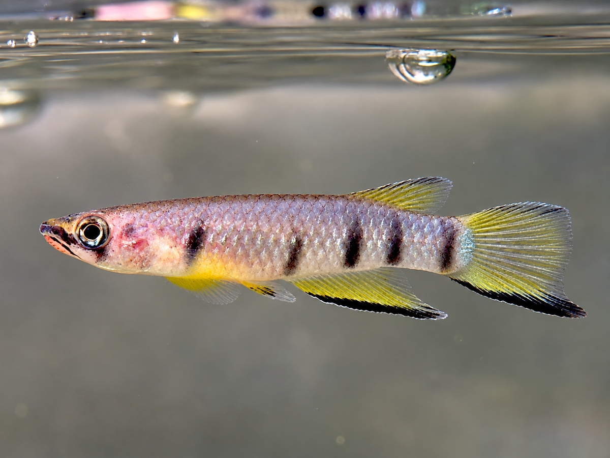 Querband Hechtling Epiplatys dageti