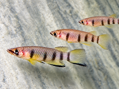 Querband Hechtling Epiplatys dageti