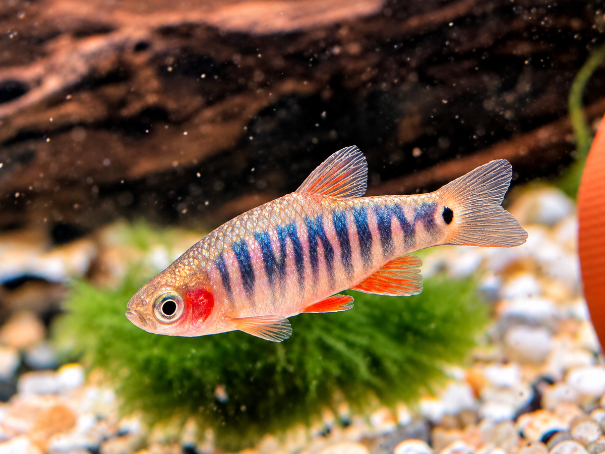 Querstreifen Zwergbärbling Danio erythromicron