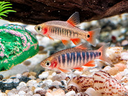 Querstreifen Zwergbärbling Danio erythromicron