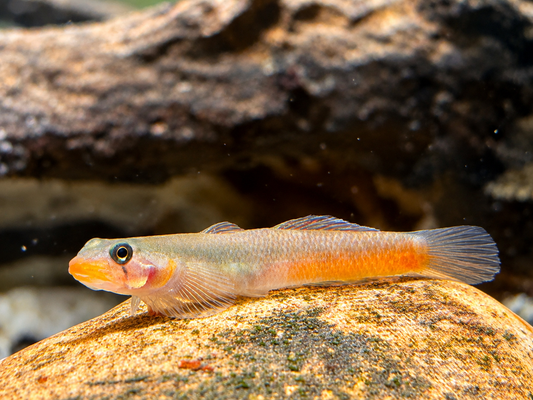 Rötliche Lippenstiftgrundel Sicyopus rubicundus