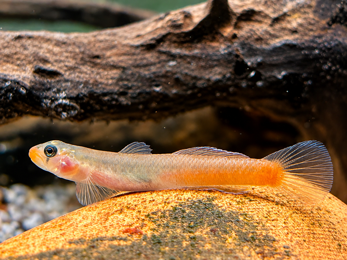 Rötliche Lippenstiftgrundel Sicyopus rubicundus