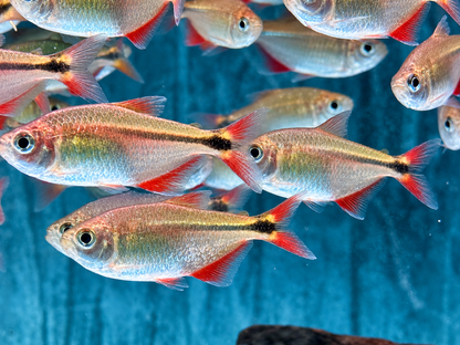 Rautenflecksalmler Hemigrammus caudovittatus